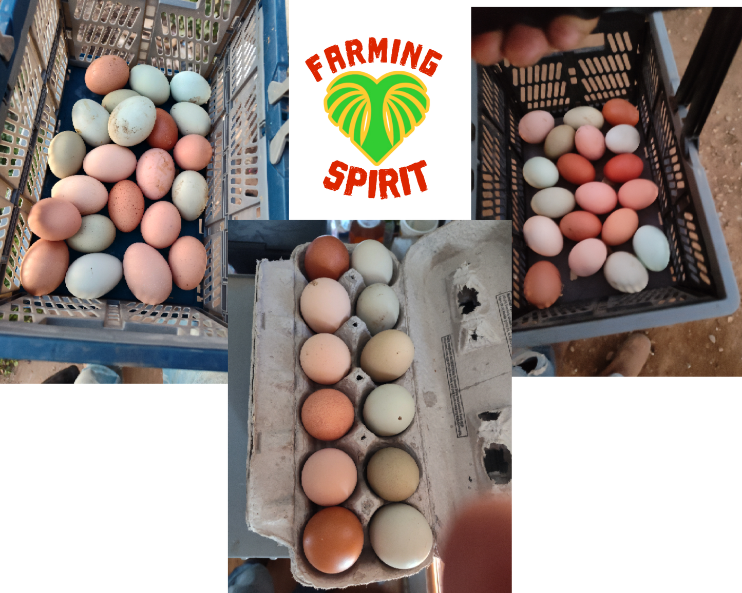 Farm fresh eggs